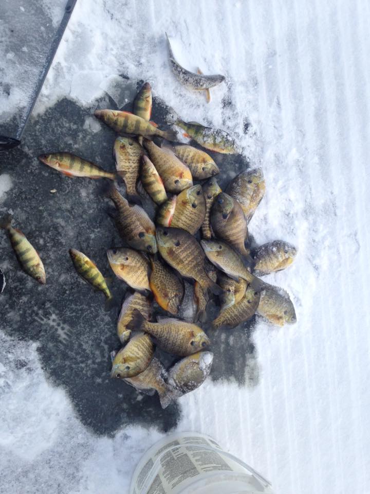 1-6-17 Hamilton Lake, Beechwood Lake, & Hills Creek Lake ice update. Tioga County Fishing ice fishing report